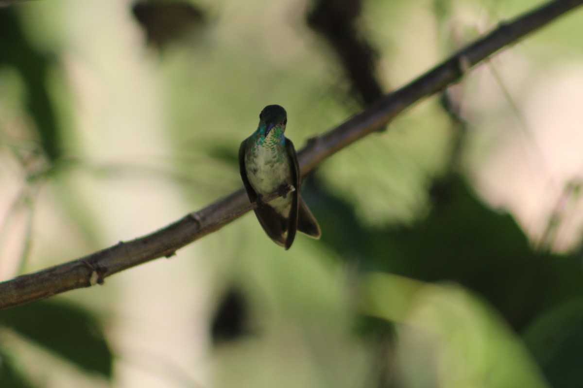 Versicolored Emerald - Bárbara Cavalcante