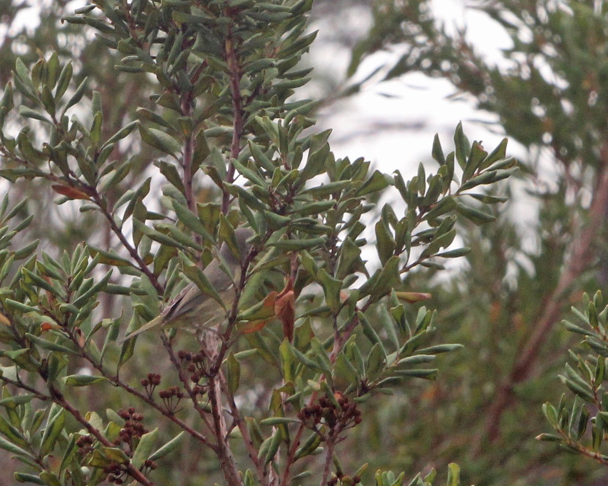 Orange-crowned Warbler - Mary Keim