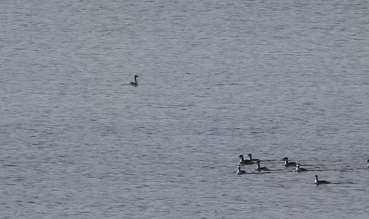 Red-necked Grebe - ML526740721