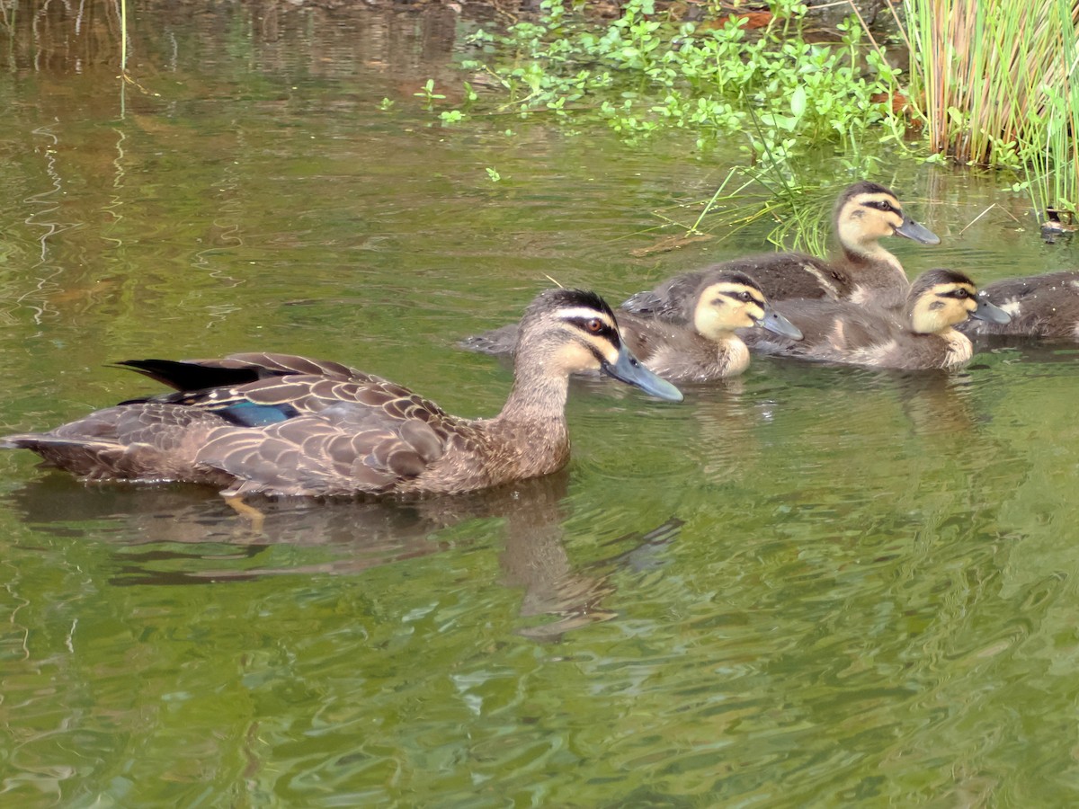 Pacific Black Duck - ML526740971