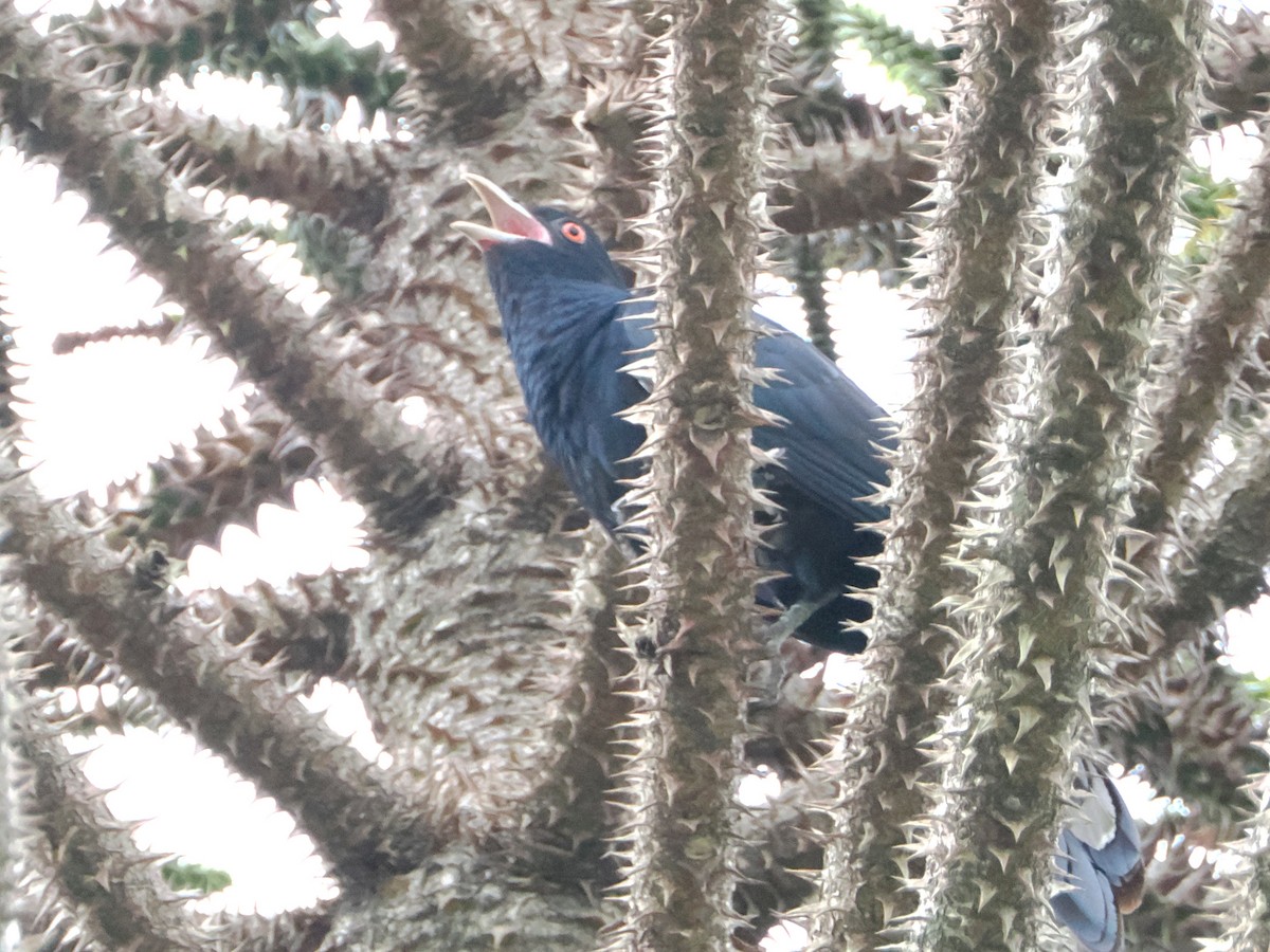 Pacific Koel - ML526741201