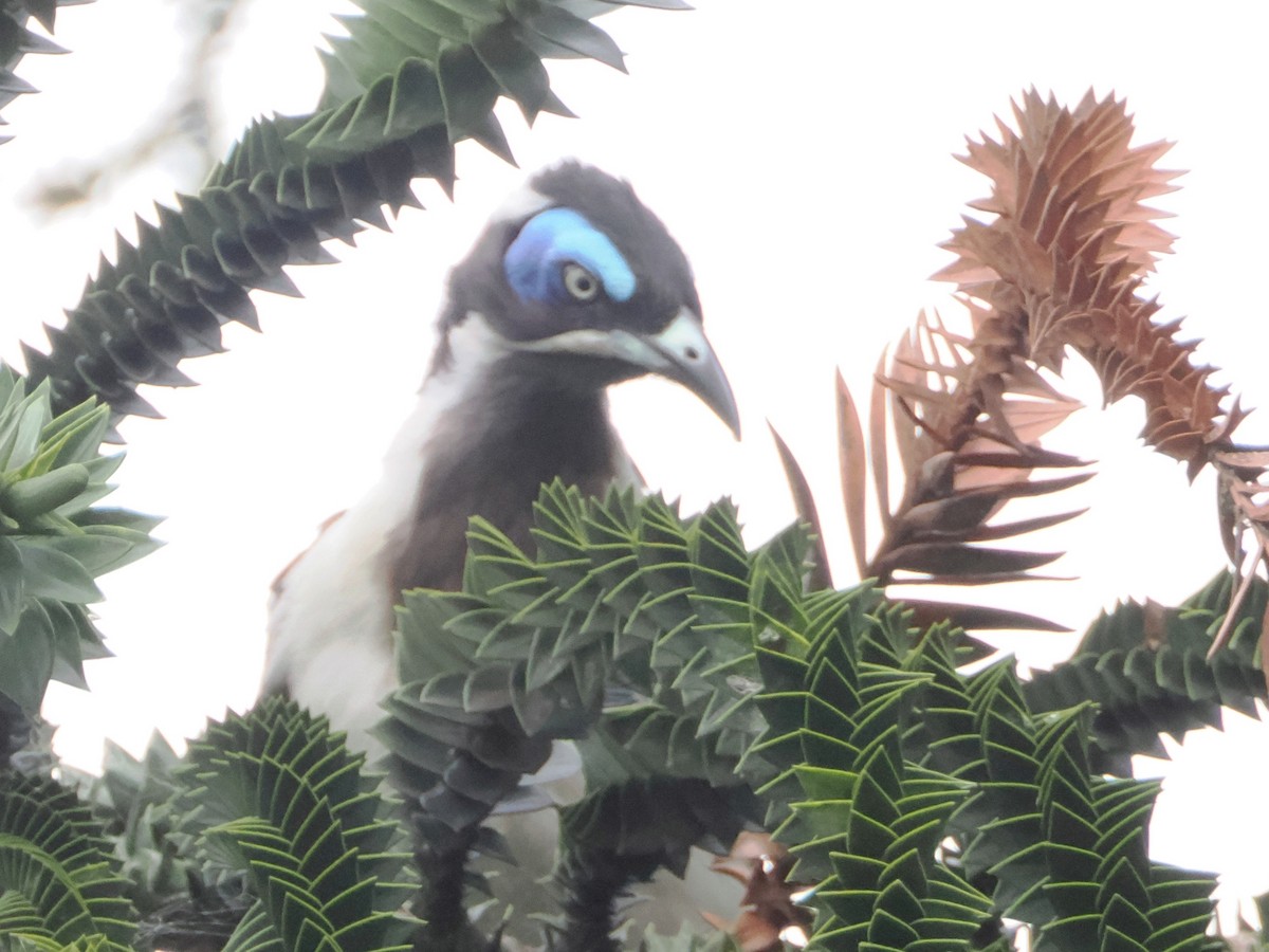 Blue-faced Honeyeater - ML526741551