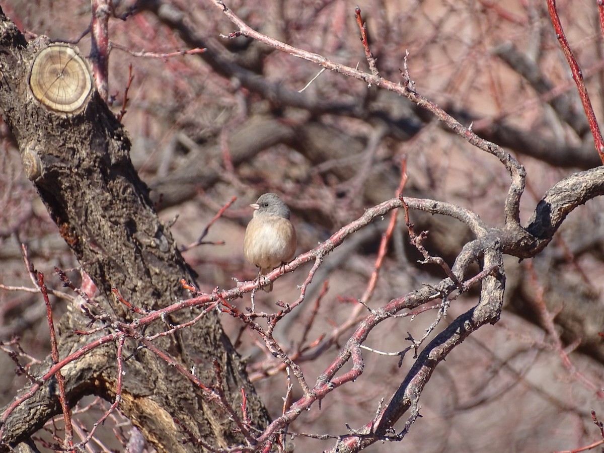 Junco Ojioscuro - ML526742681