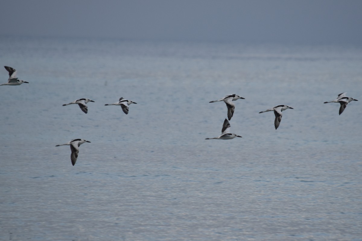 Crab-Plover - ML526743291