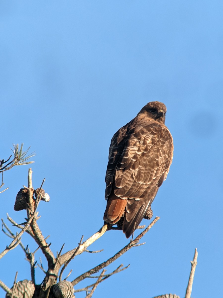 Red-tailed Hawk - ML526743331