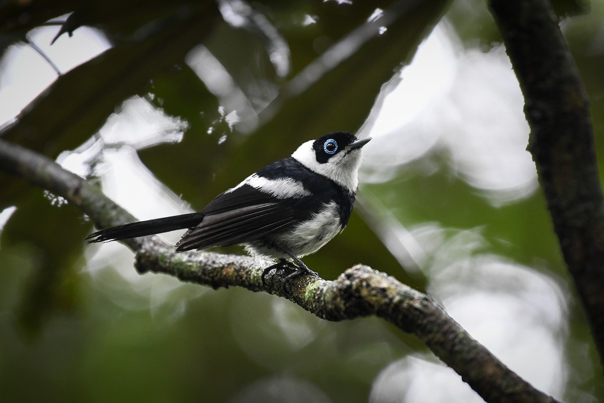 Pied Monarch - ML526744241