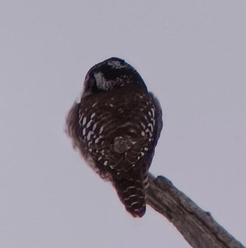 Northern Hawk Owl - ML526745231
