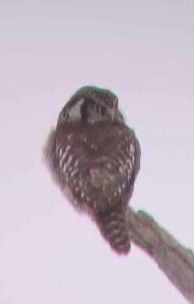 Northern Hawk Owl - ML526745241