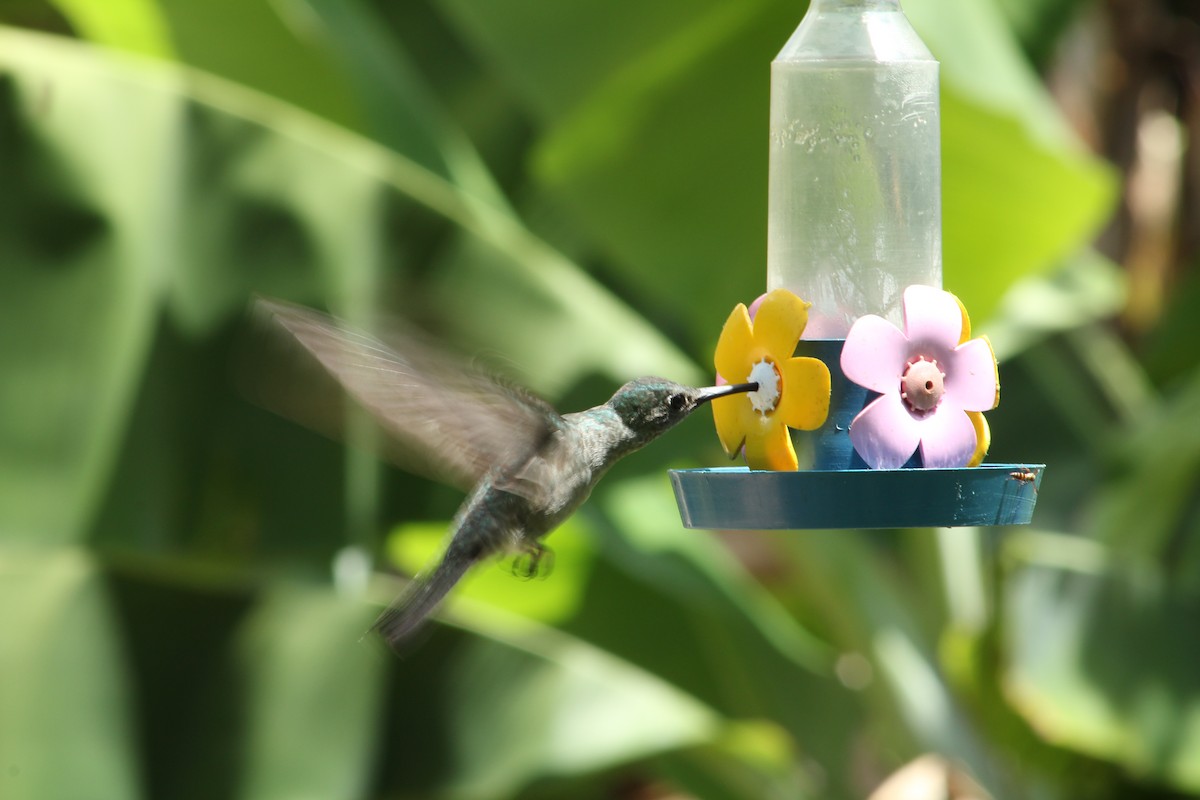 Sombre Hummingbird - Bárbara Cavalcante