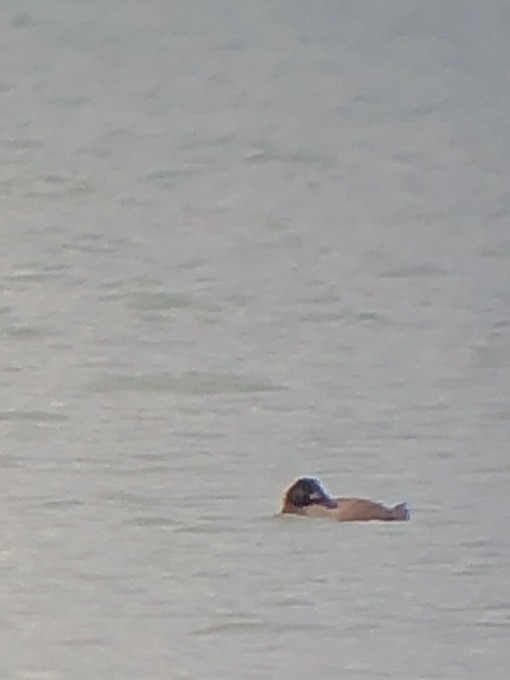 White-winged Scoter - ML526746381