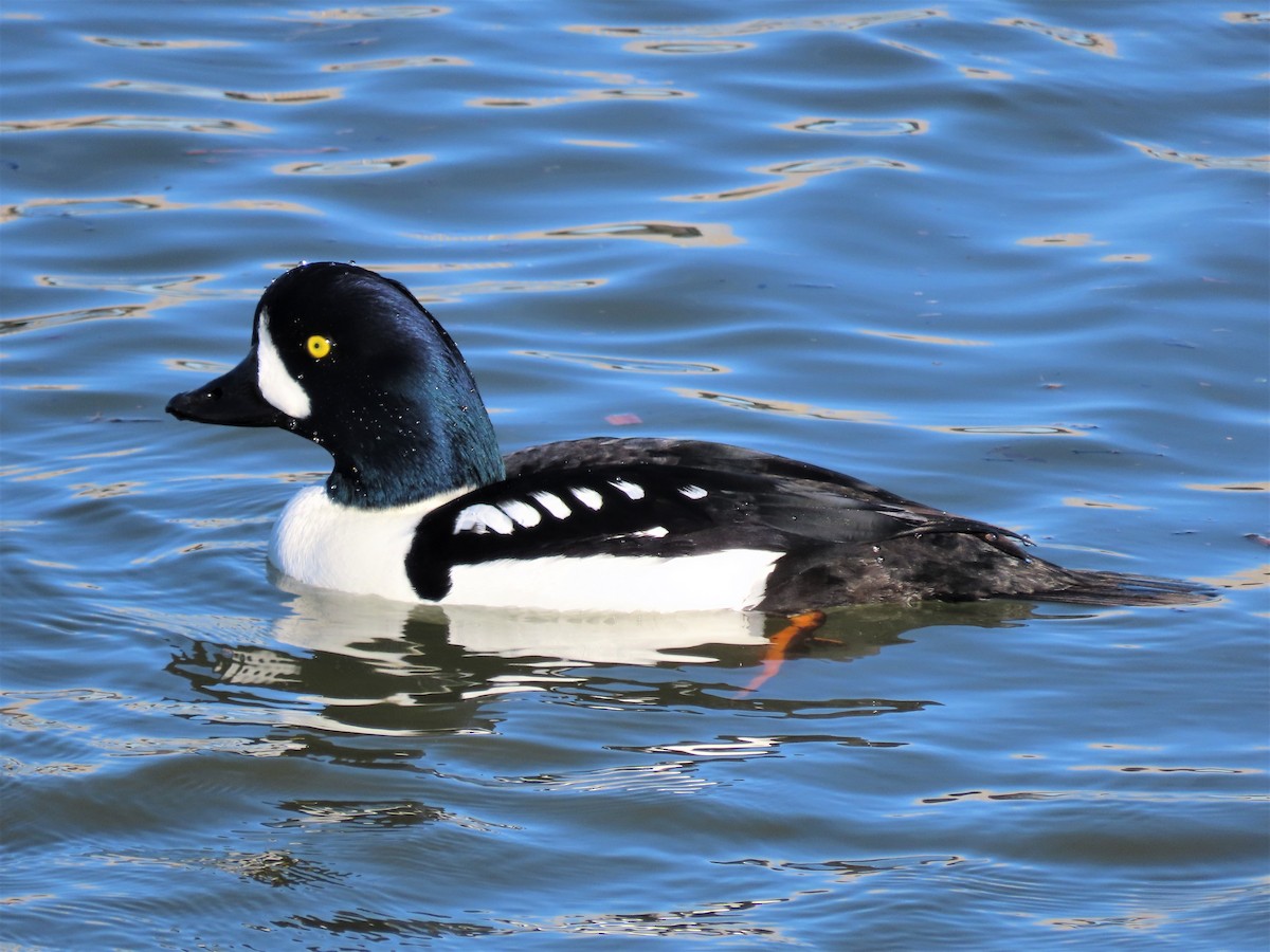 Barrow's Goldeneye - Chris Hayward