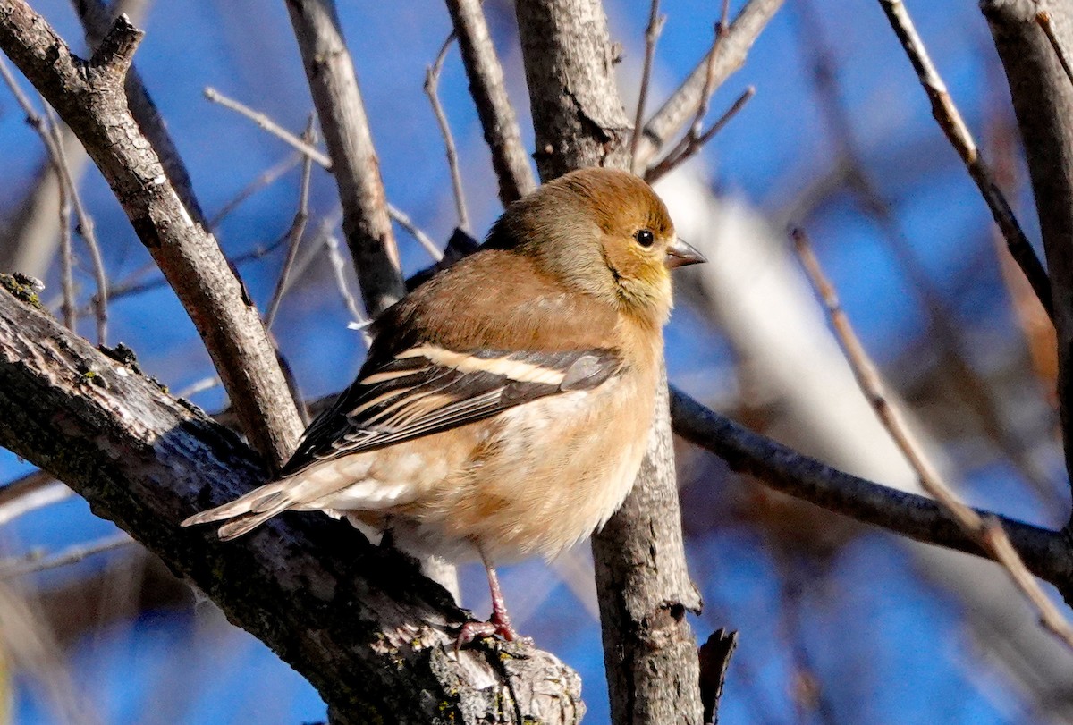 American Goldfinch - ML526748211