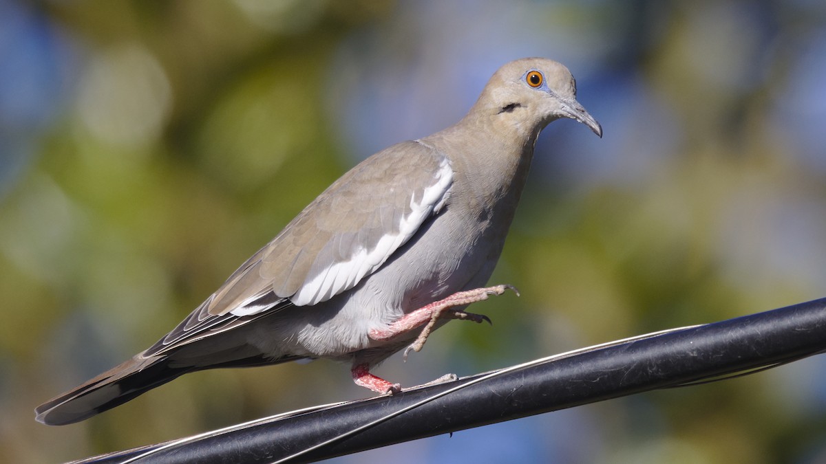 White-winged Dove - Mark Scheel