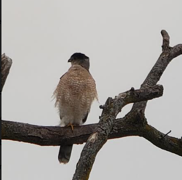 Cooper's Hawk - ML526749341