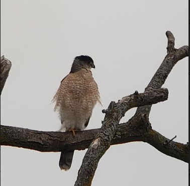 Cooper's Hawk - ML526749351