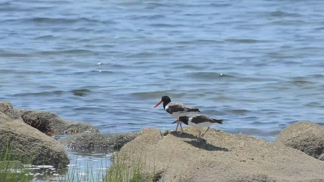 American Oystercatcher - ML526750561