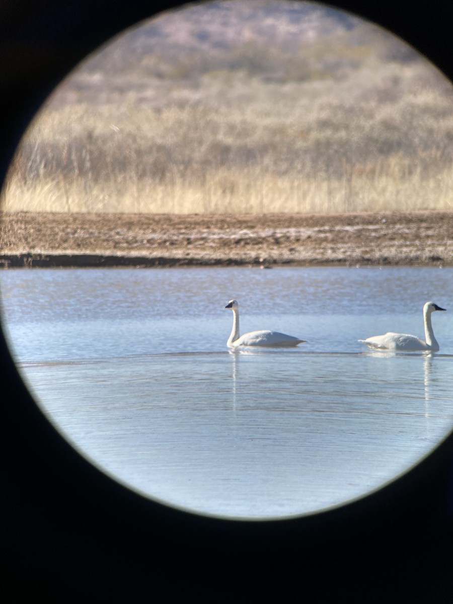 Tundra Swan - ML526751141