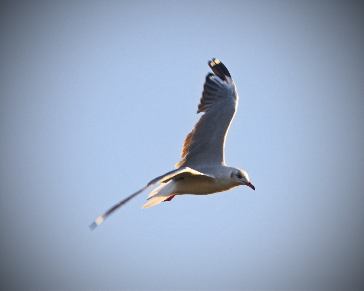 Hartlaub's Gull - ML526752011