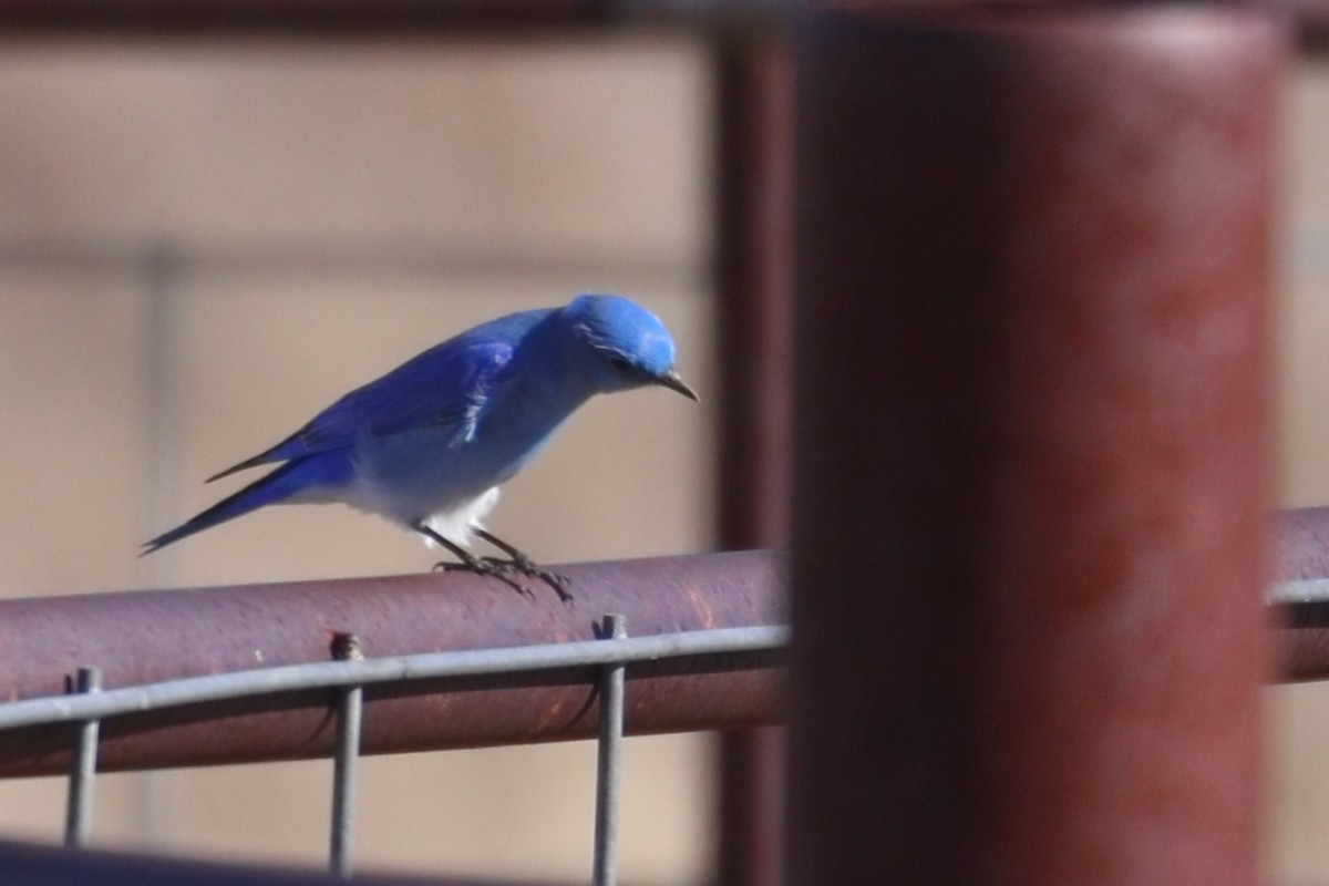 Mountain Bluebird - ML526752371