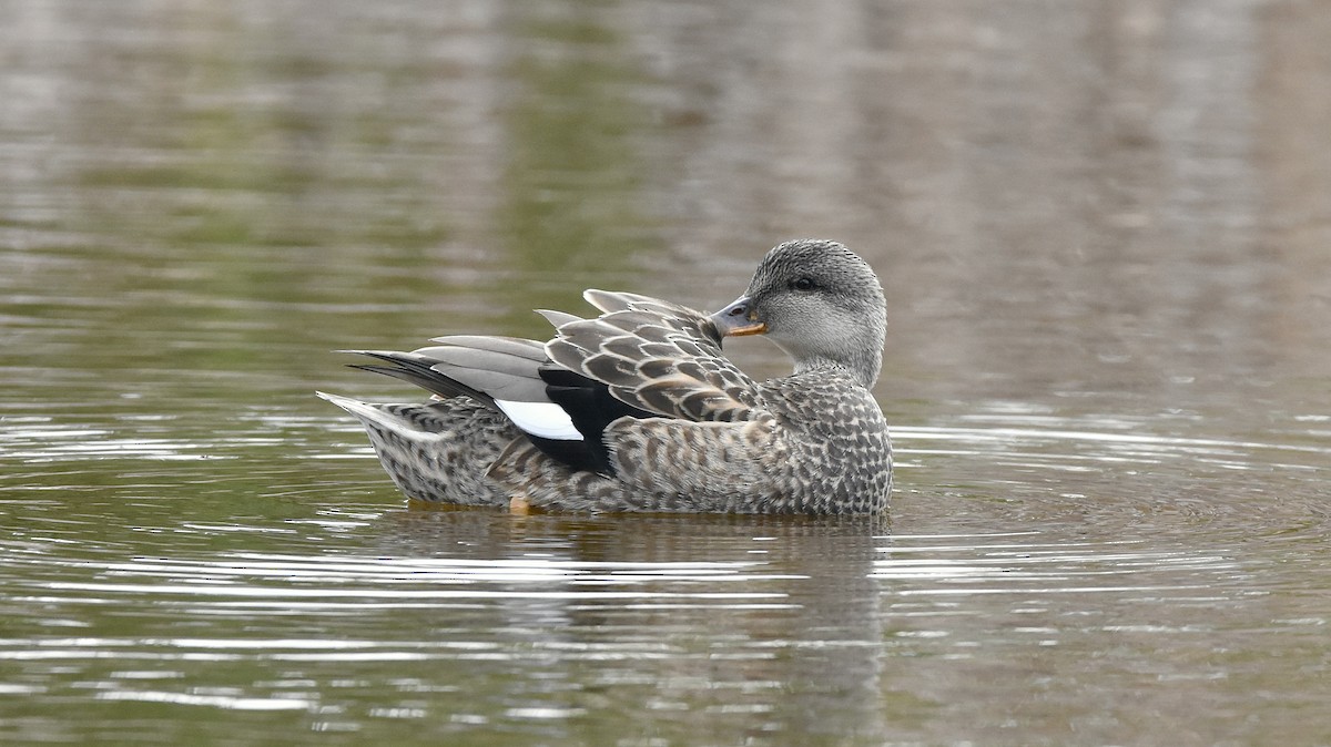 Gadwall - ML526752611