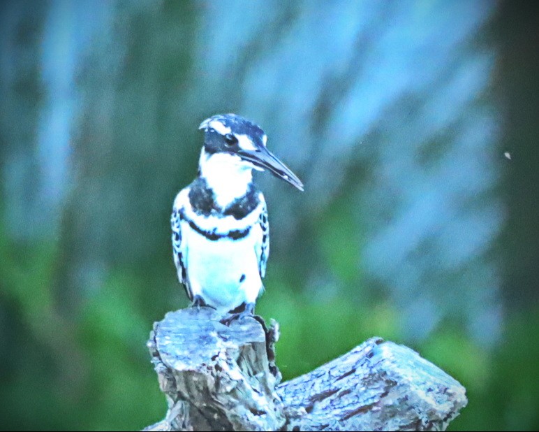 Pied Kingfisher - ML526752691