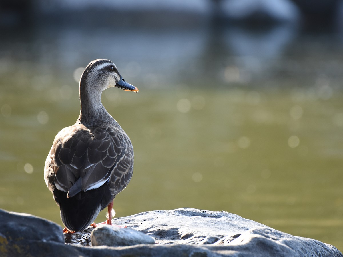 Eastern Spot-billed Duck - Yojiro Nagai