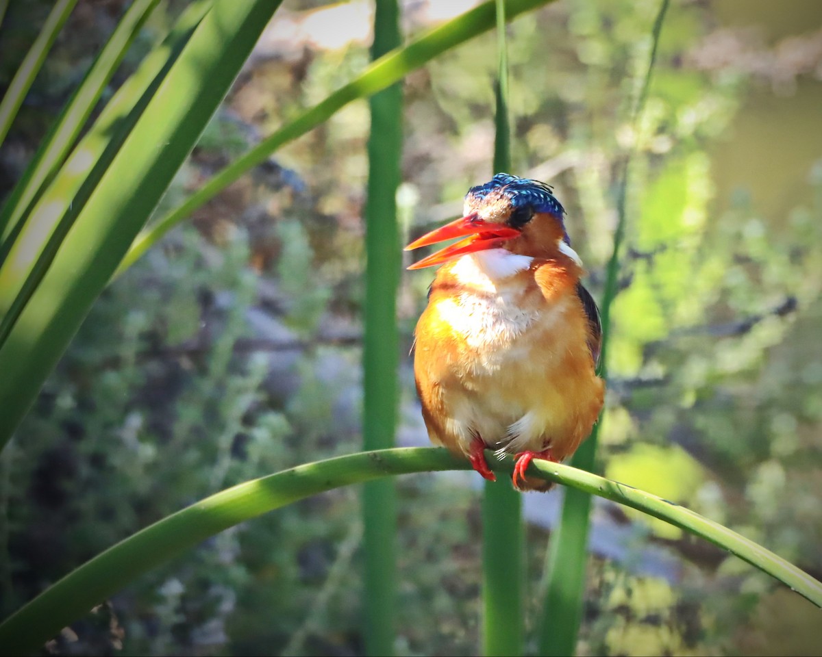 Malachite Kingfisher - ML526753021