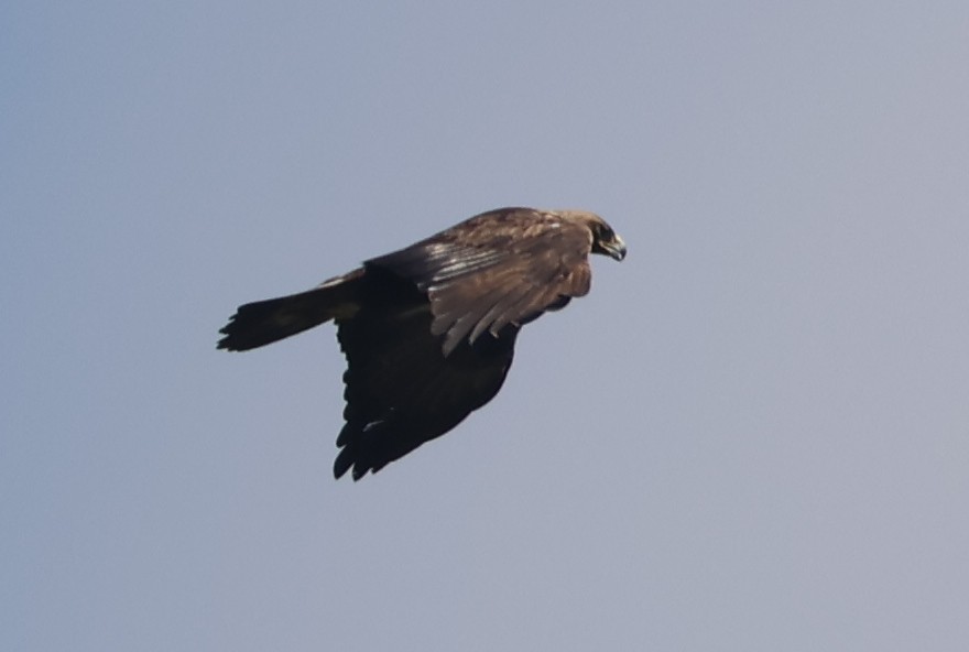 Golden Eagle - Mary Cantrell