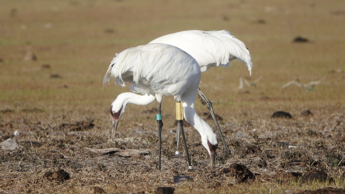 Whooping Crane - ML526753521