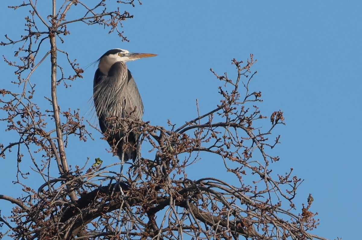 Great Blue Heron - ML526753851