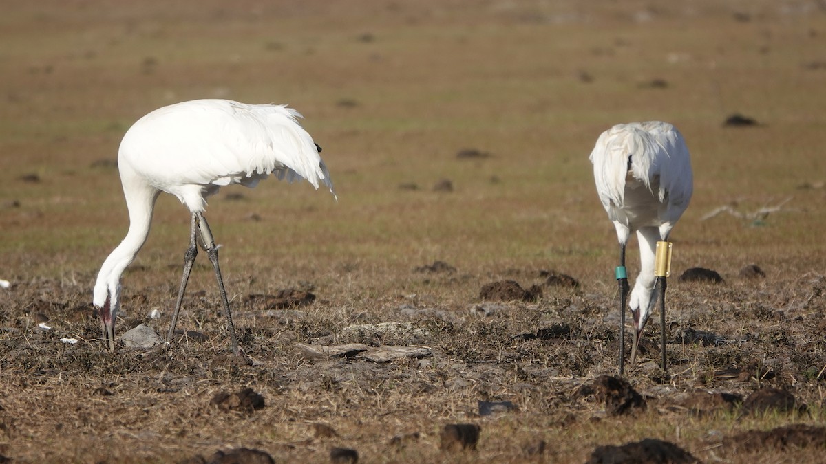 Whooping Crane - ML526754101