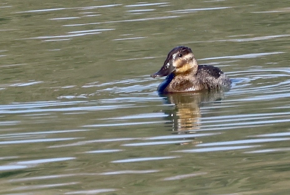 Ruddy Duck - ML526754191