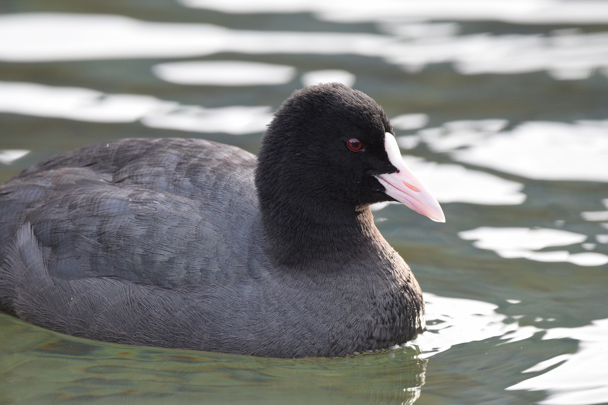 Eurasian Coot - Colin  Andrew