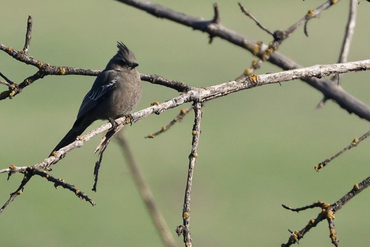 Phainopepla - Mary Cantrell