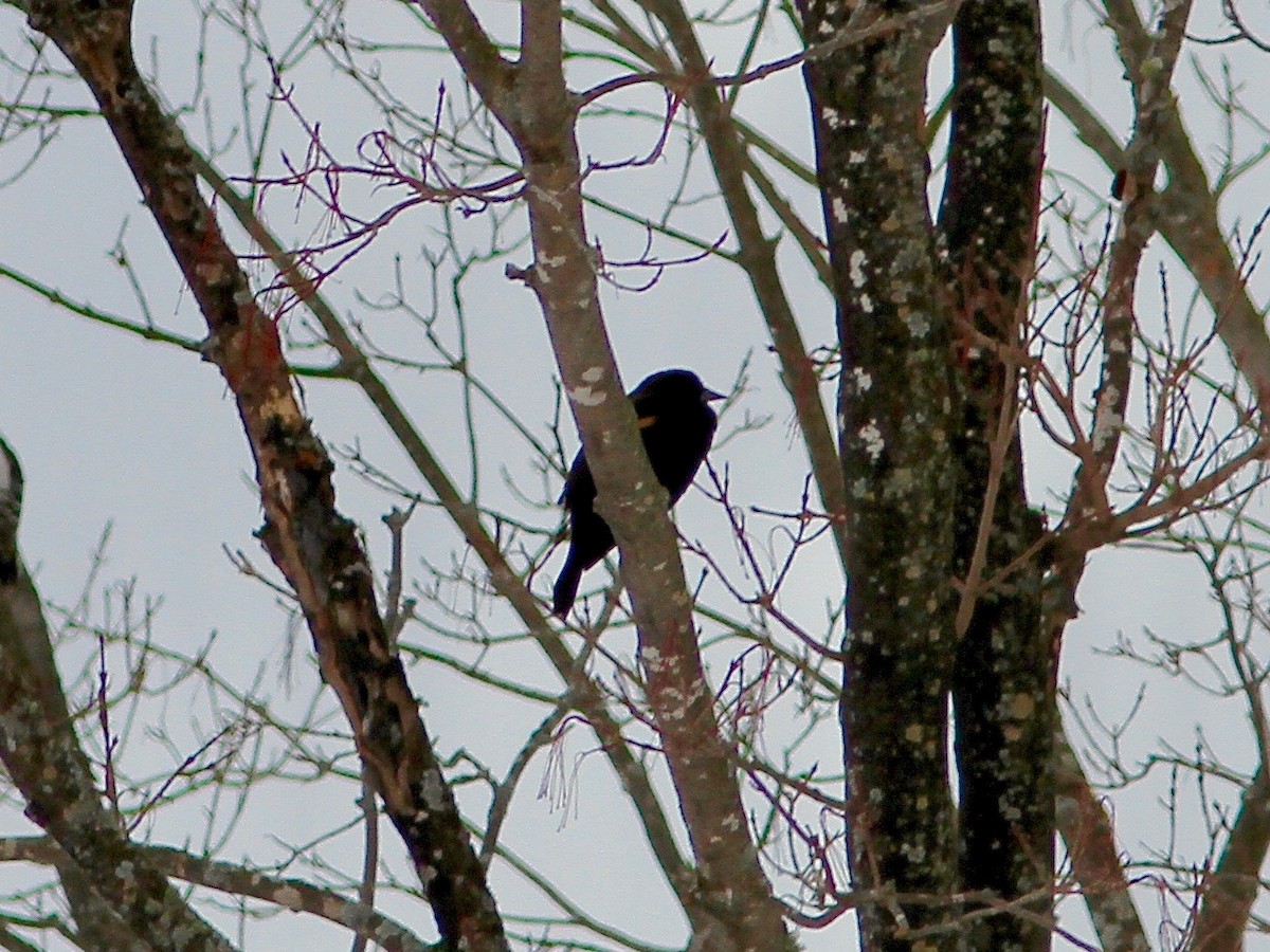 Red-winged Blackbird - ML526755821