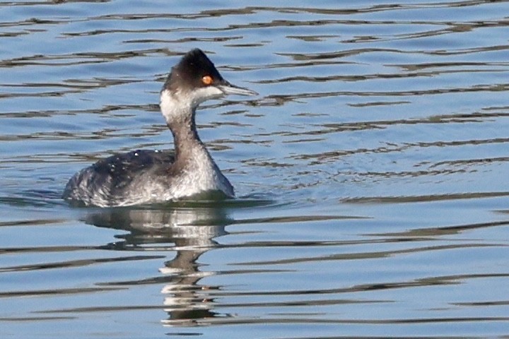 Eared Grebe - Mary Cantrell