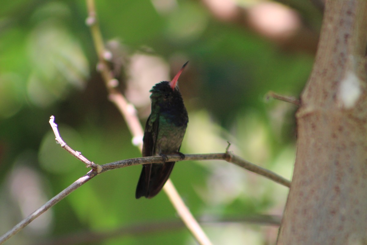 White-chinned Sapphire - ML52675661