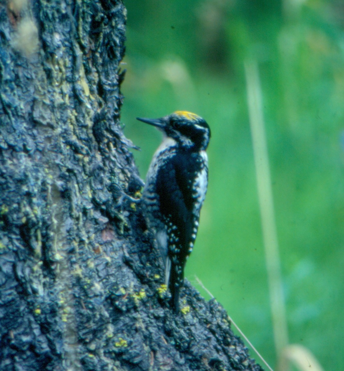 American Three-toed Woodpecker - Jamie Simmons