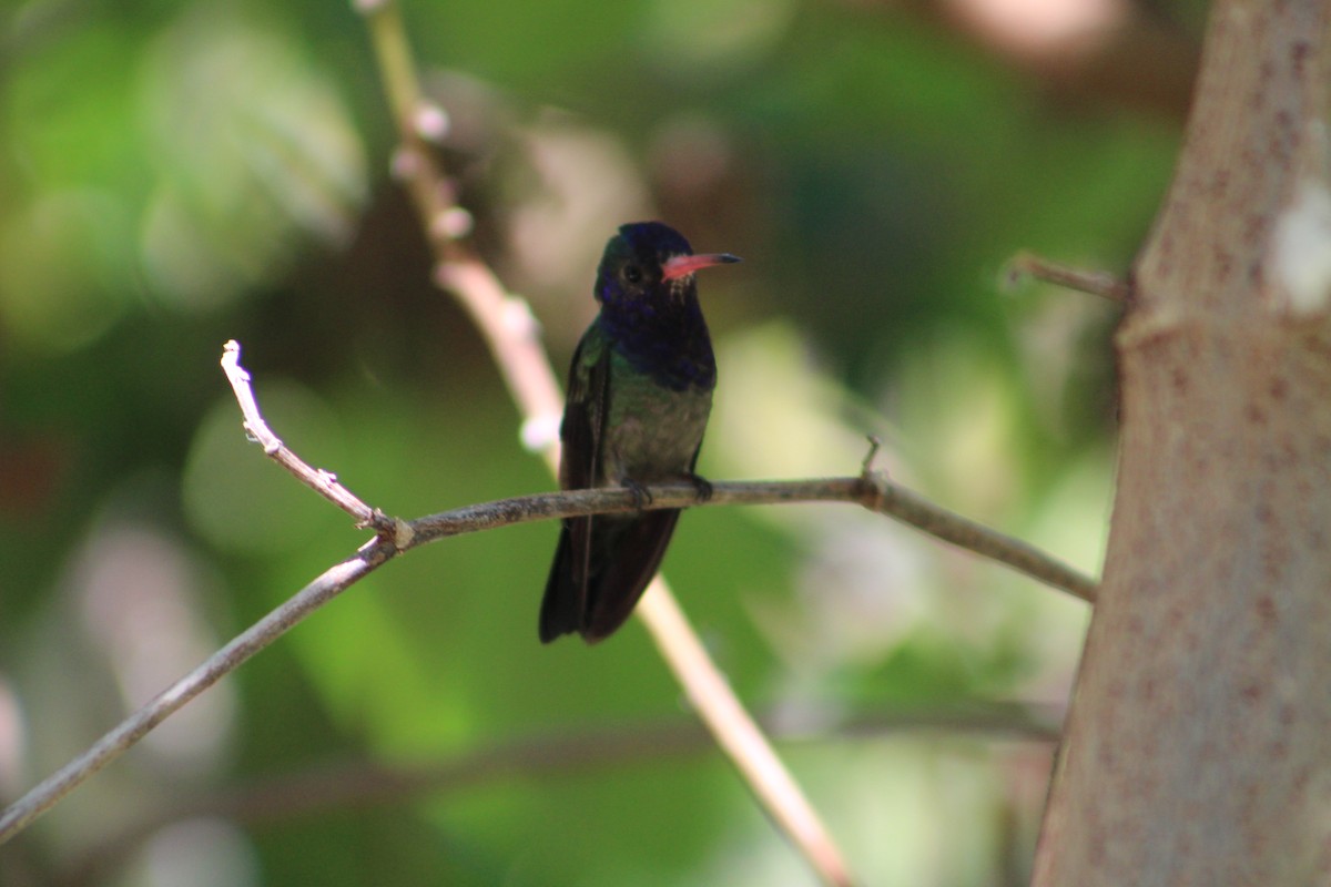 White-chinned Sapphire - ML52675721