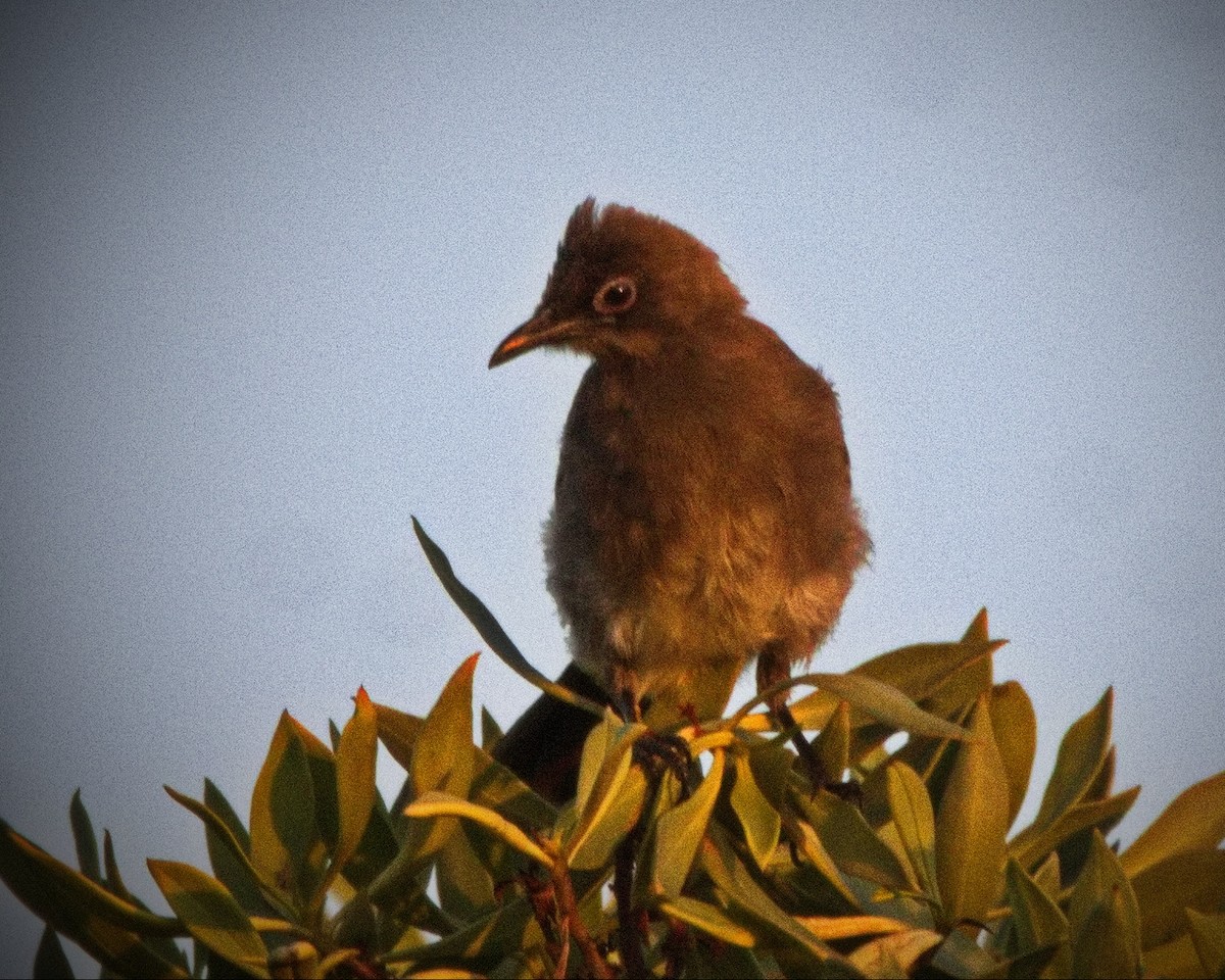 Bulbul du Cap - ML526760431