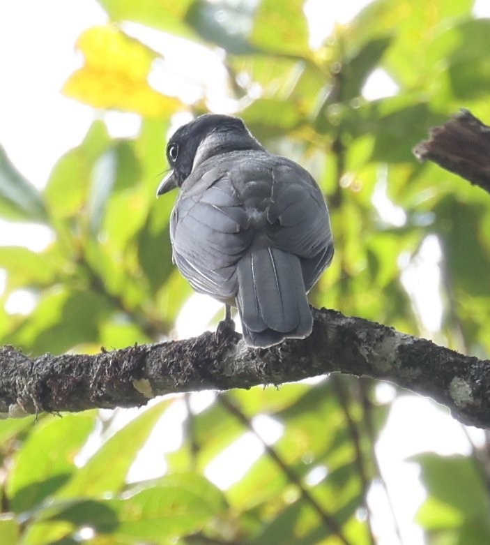 Madagascar Cuckooshrike - ML526761011