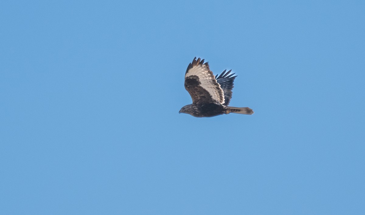 Rough-legged Hawk - ML526763951