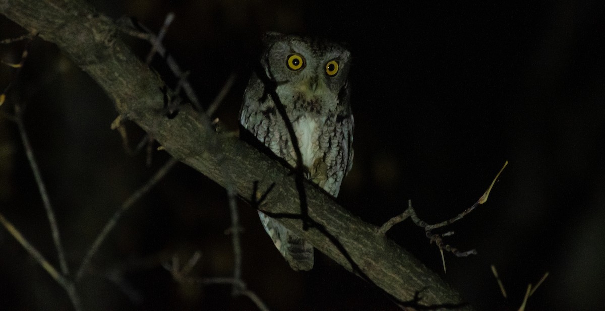 Eastern Screech-Owl - Anuj Ghimire