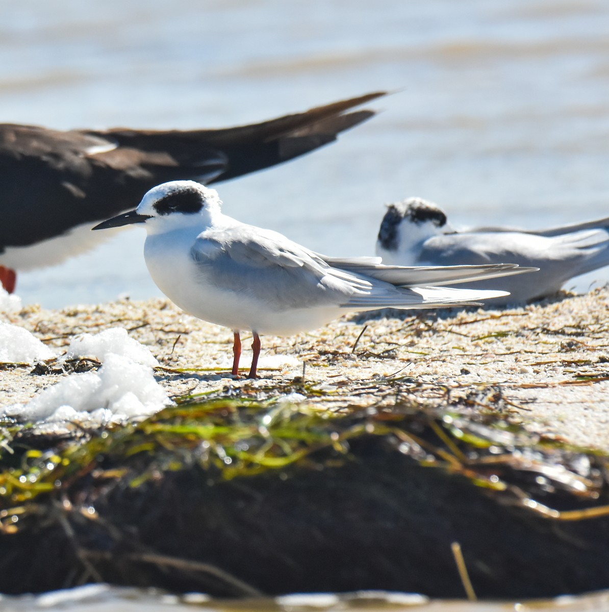 Forster's Tern - ML526767451