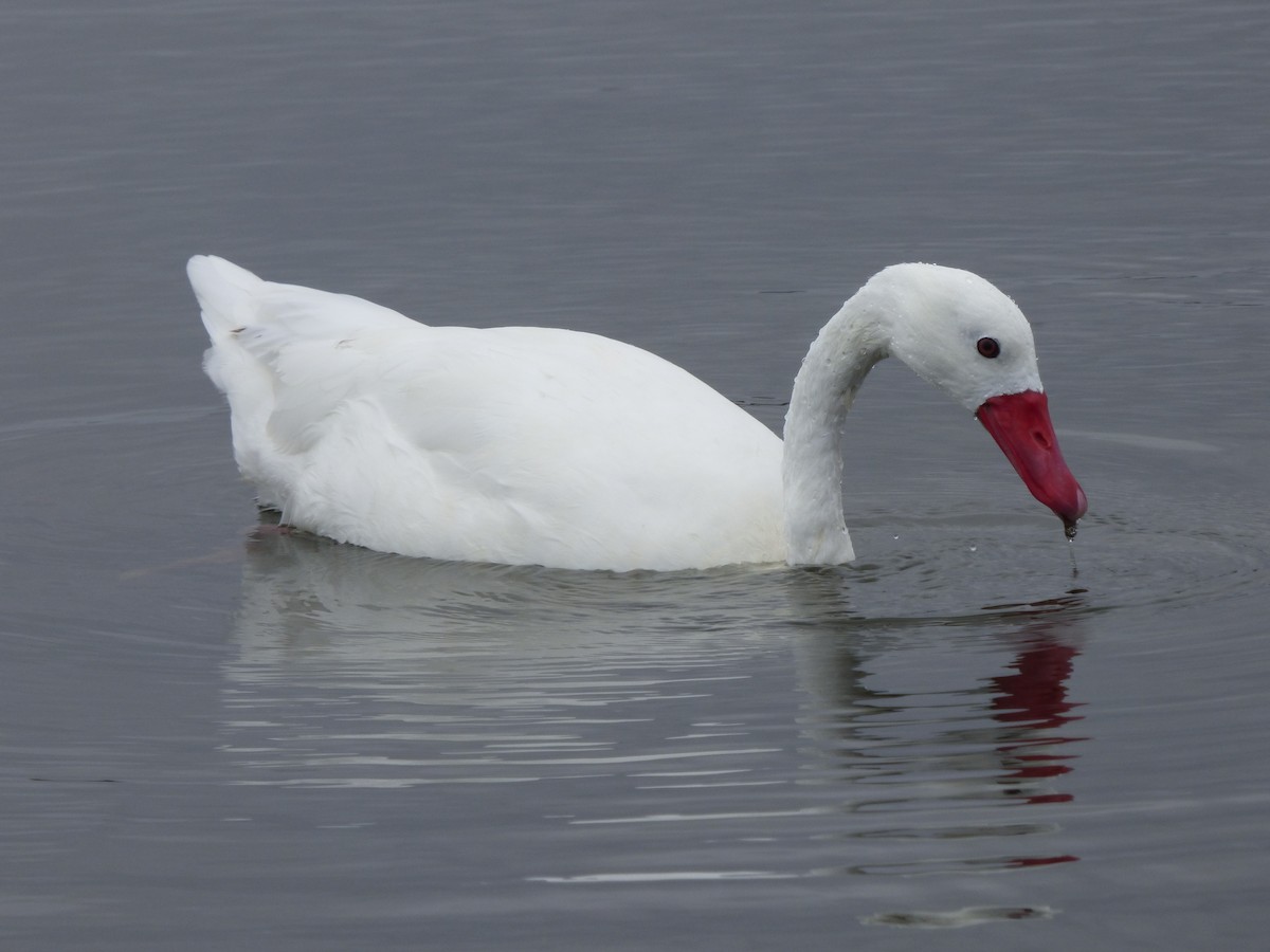 Coscoroba Swan - Antonieta Gonzalez Soto