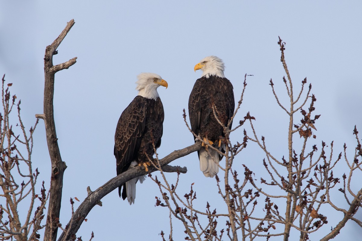 Bald Eagle - Rain Saulnier