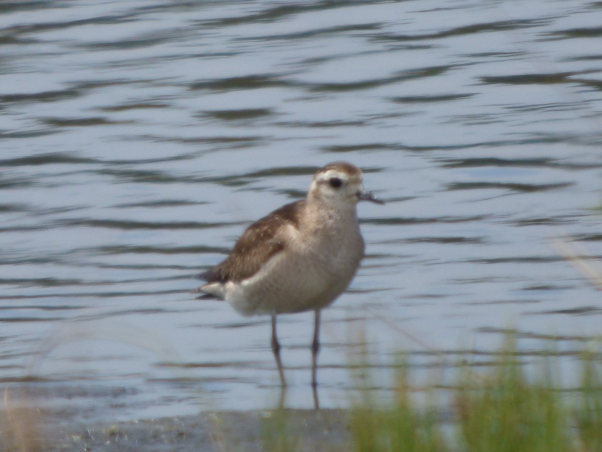 American Golden-Plover - Antonieta Gonzalez Soto