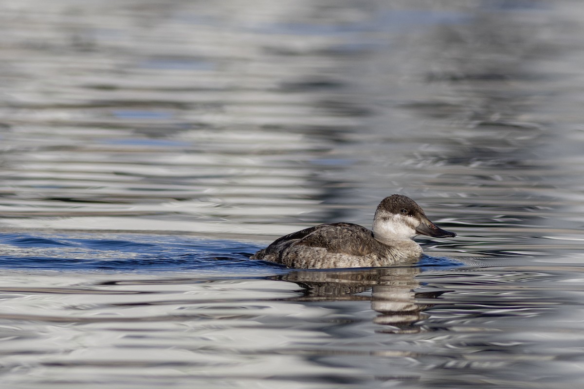 Ruddy Duck - ML526771341