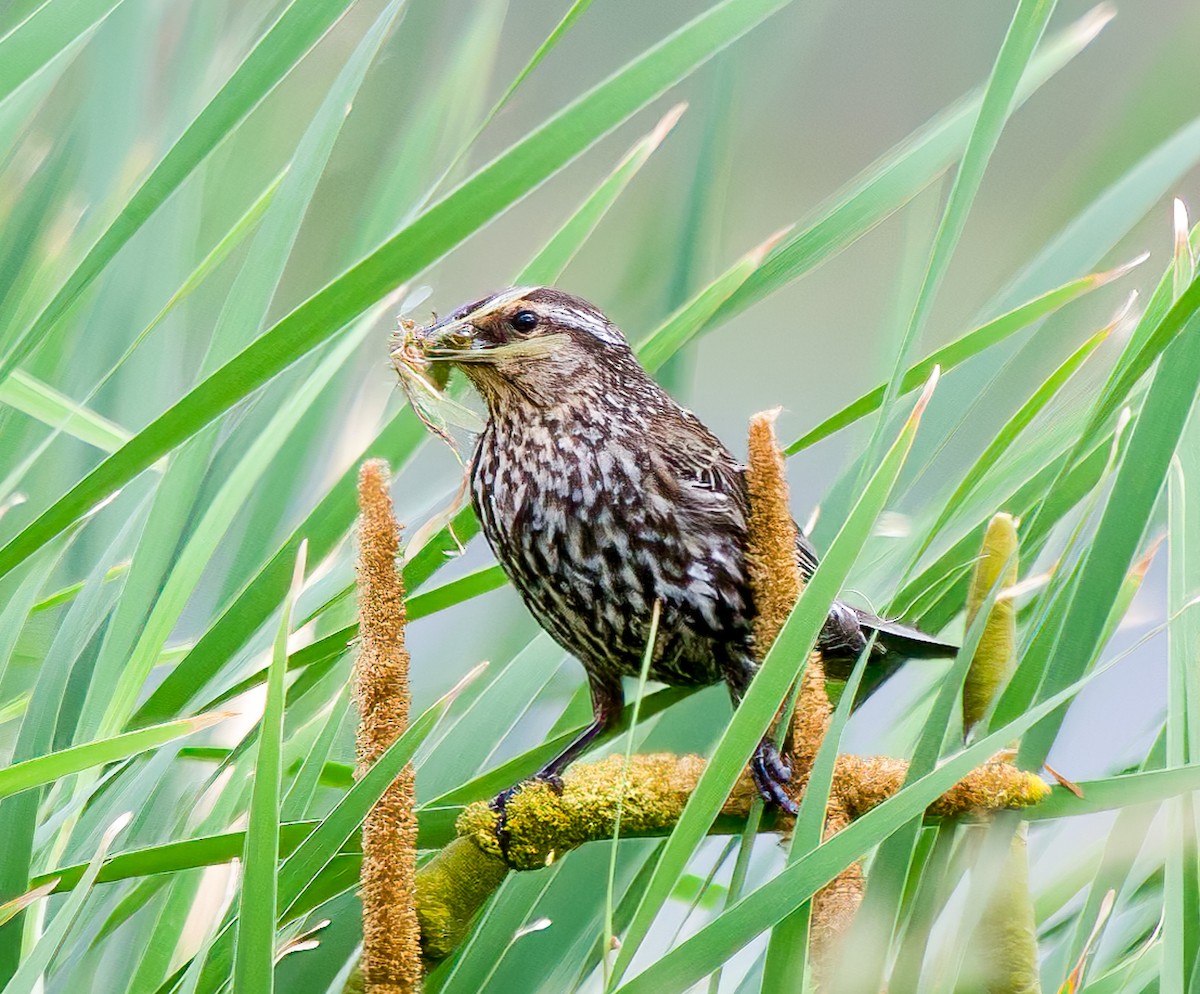 Red-winged Blackbird - Chuck Heikkinen