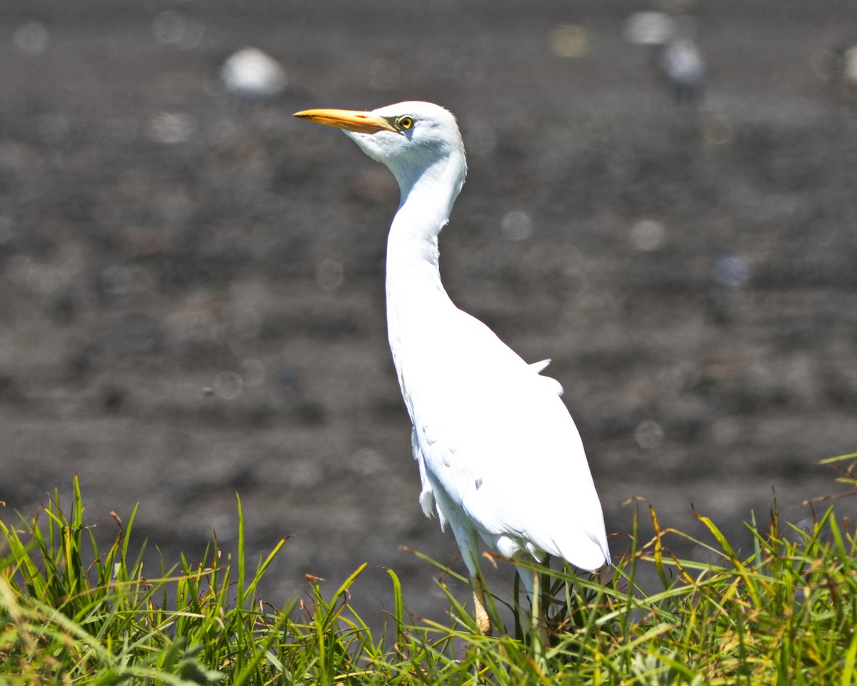 Western Cattle Egret - ML526772841